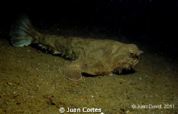 Batfish nearby the shipwreck C-50 Rivapalacio located in ... by Juan Cortes 